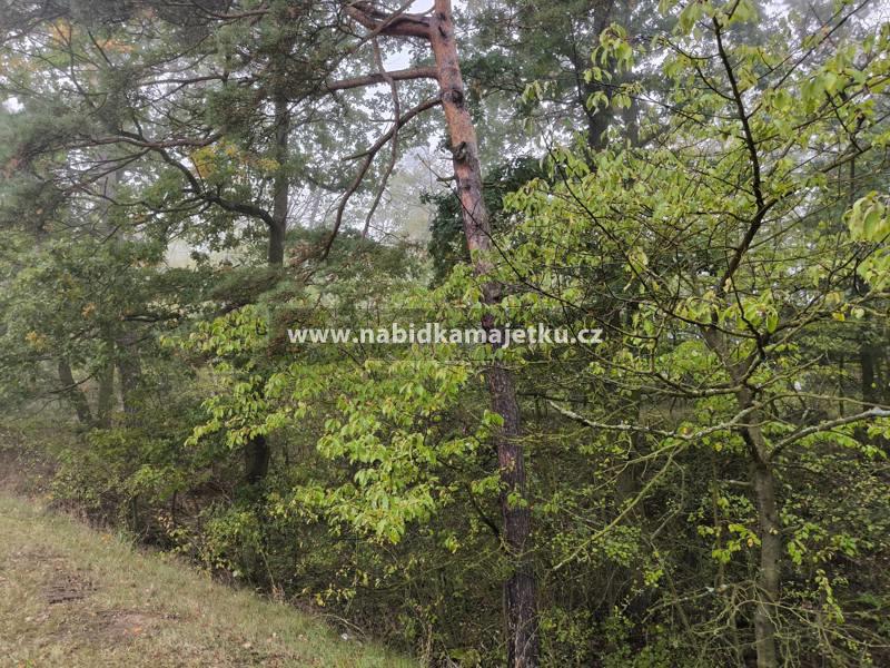 Chotěšov u Rakovníka, pozemek p. p. č. 861/5 - lesní pozemek